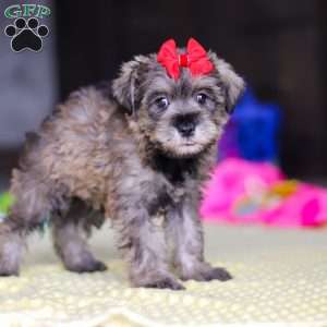 Josie, Miniature Schnauzer Puppy